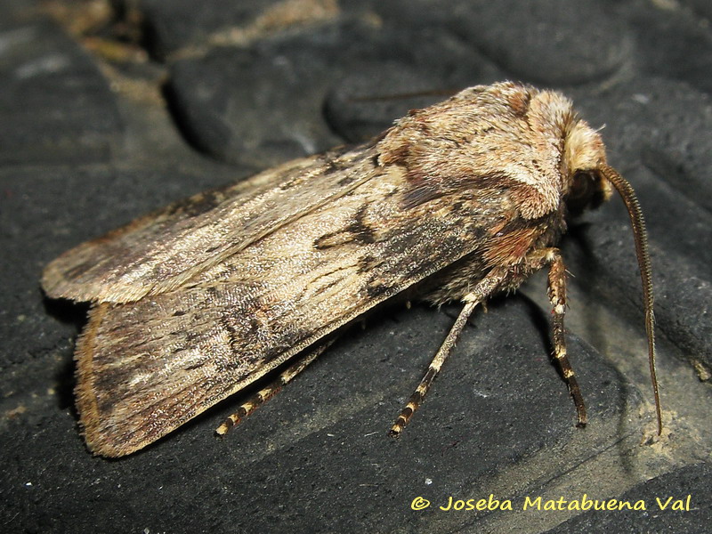 Agrotis da id - Agrotis puta, Noctuidae